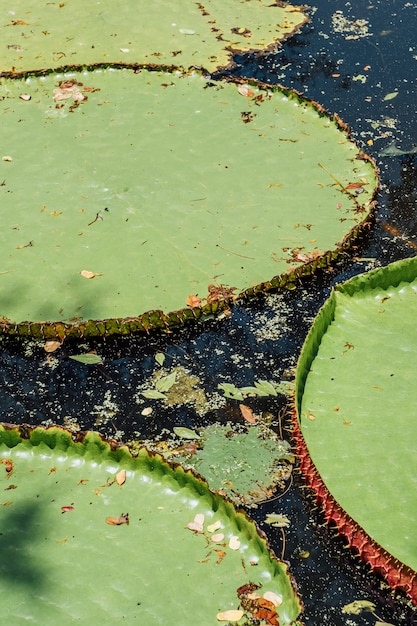 leaf of lotus in pool