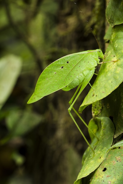 무료 사진 잎 모방 여치, orophus tesselatus