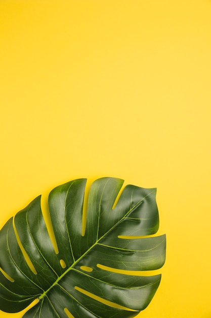 Leaf of palm tree on orange background