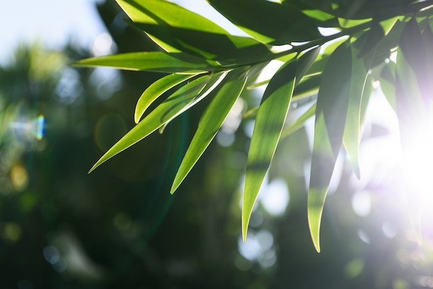 leaf and sky background