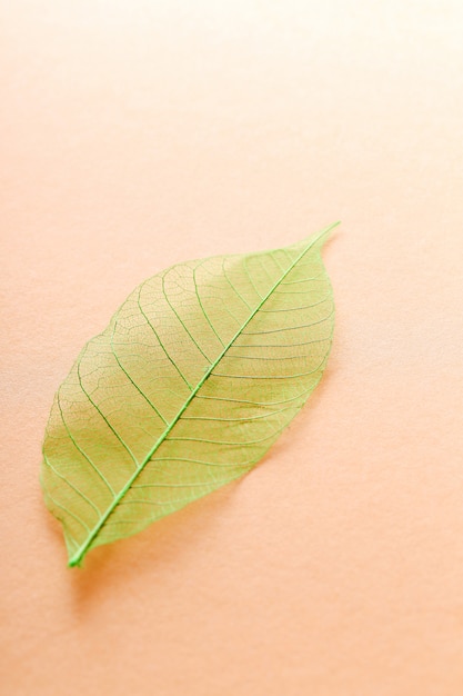 Leaf on the table