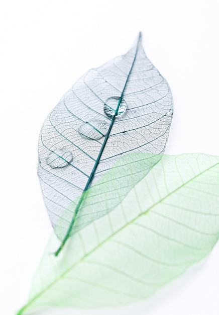 Free photo leaf on the table