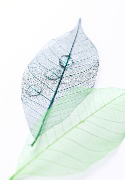 Leaf on the table