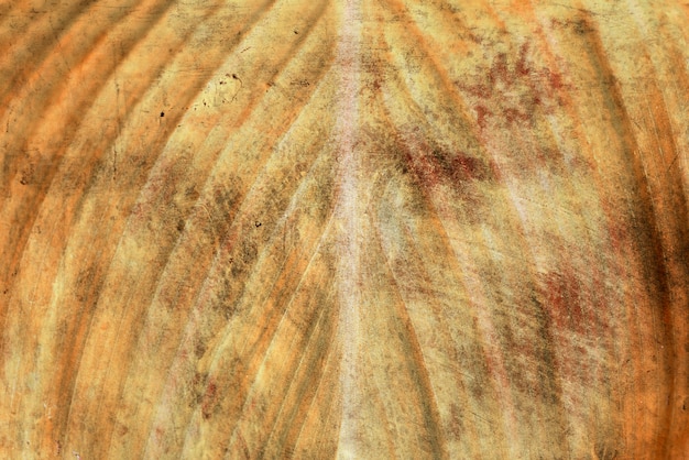 Текстура листьев фона