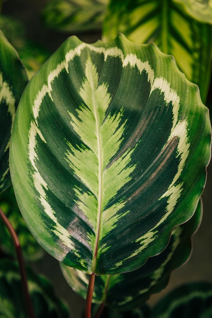 A leaf of a texture tropical plant