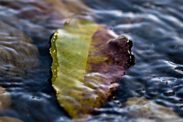 Free photo leaf under water