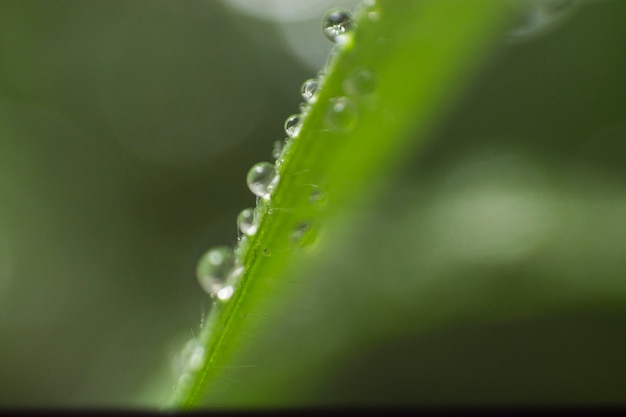 Leaf with raindrops and blurred background