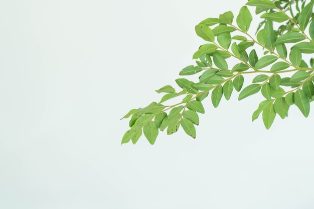 leaf with white background