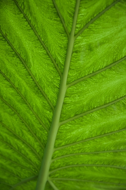 Leaf