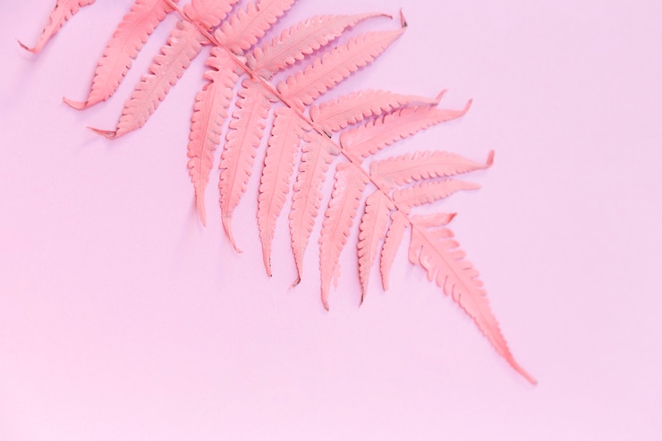 Free Photo leaf