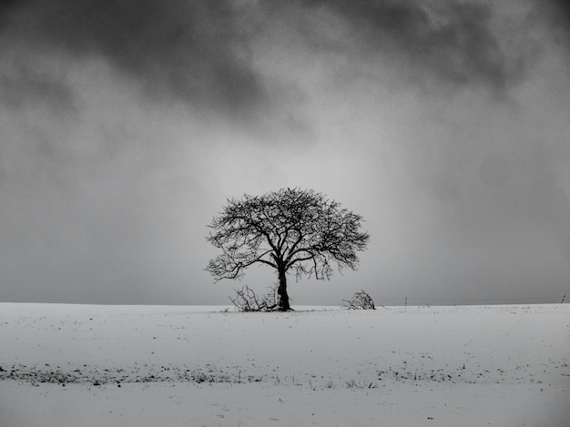 Leafless tree on a snowy hill with a cloudy sky in the background in black and white
