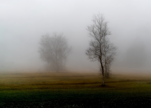 Free photo leafless tree