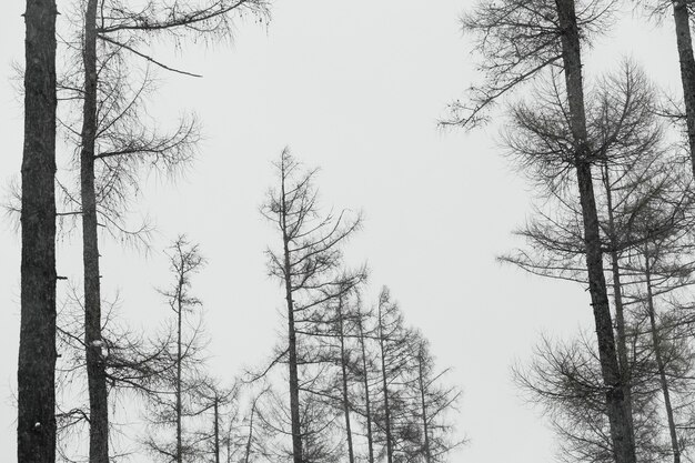 Leafless trees in forest