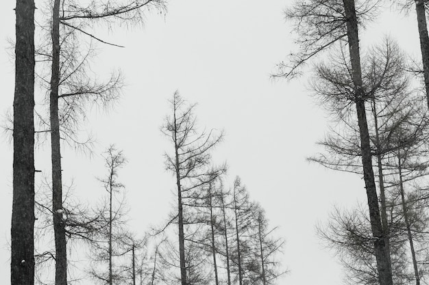 Leafless trees in forest