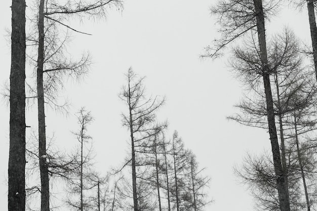 Бесплатное фото Без деревьев в лесу