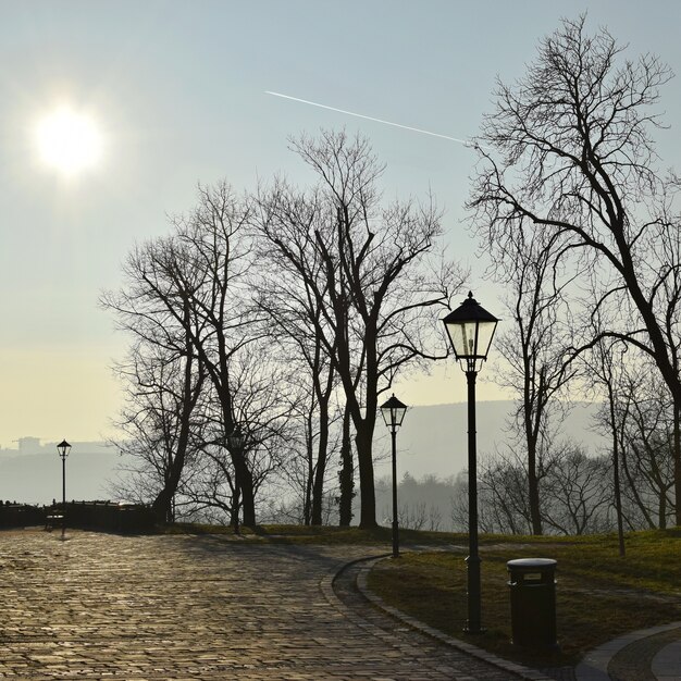 Leafless trees