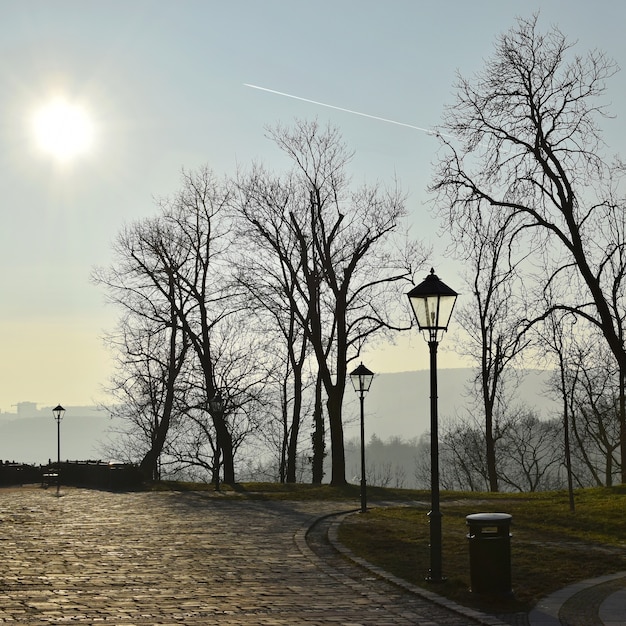 Leafless trees