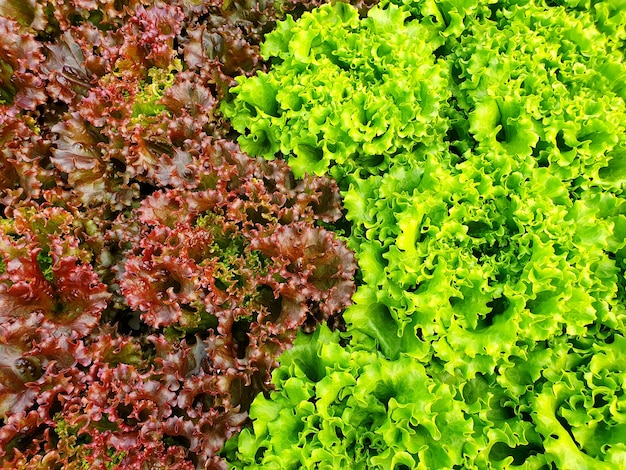 屋内農園・垂直農園で葉物野菜が育っています。垂直農法
