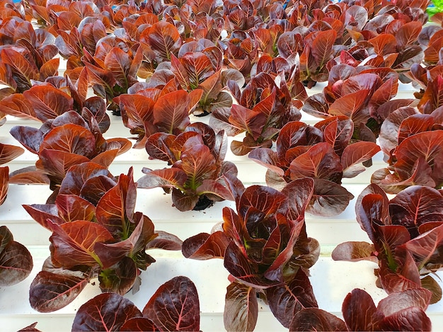 Leafy vegetables are growing in indoor farm/vertical farm. Vertical farm