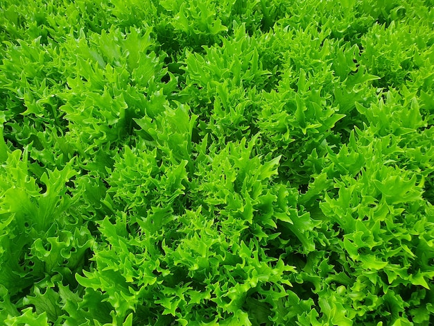 Leafy vegetables are growing in indoor farm/vertical farm.