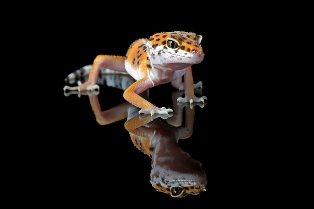 Leaopard gecko closeup in reflection with black background