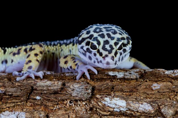 Leaopard gecko closeup in reflection