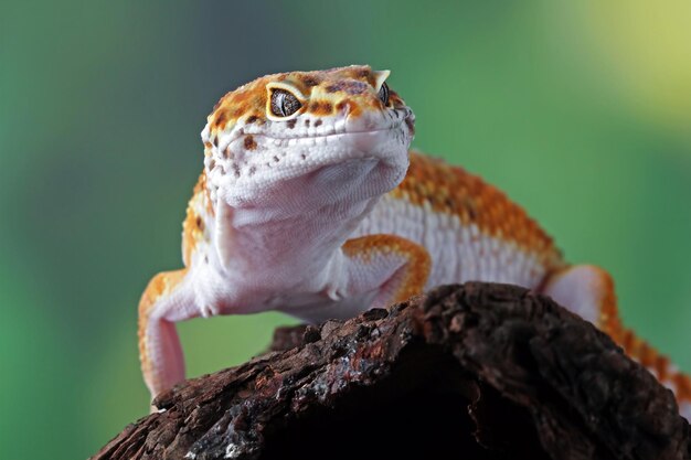 Leaopard gecko closeup wood