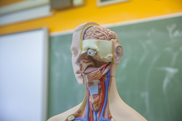 生物学の授業で人体について学ぶ