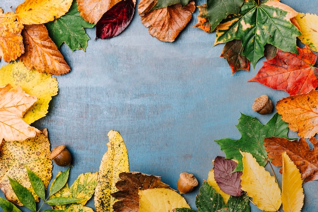 Free photo leaves arranged with acorns