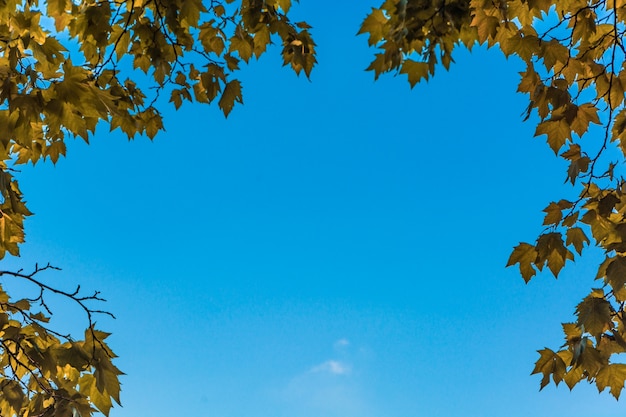 Foglie in autunno foresta