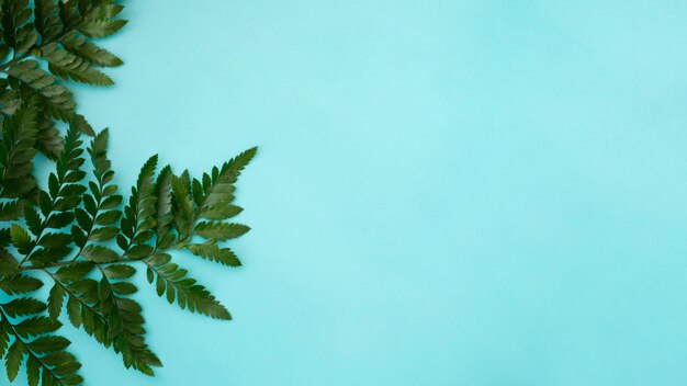 Leaves on blue background with space