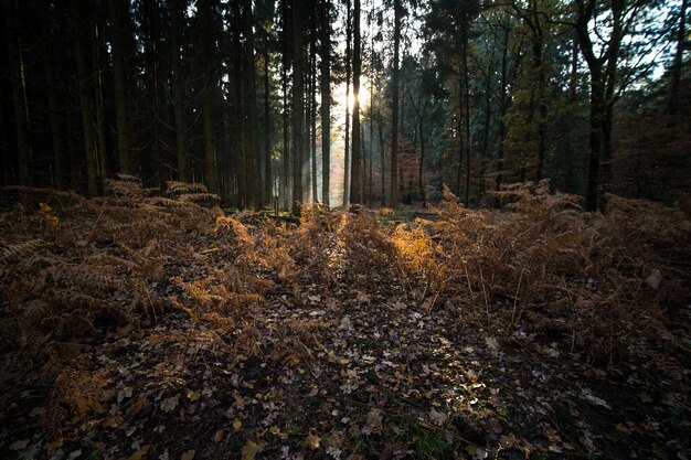 Leaves and branches covering the ground of a forest surrounded by trees in the autumn