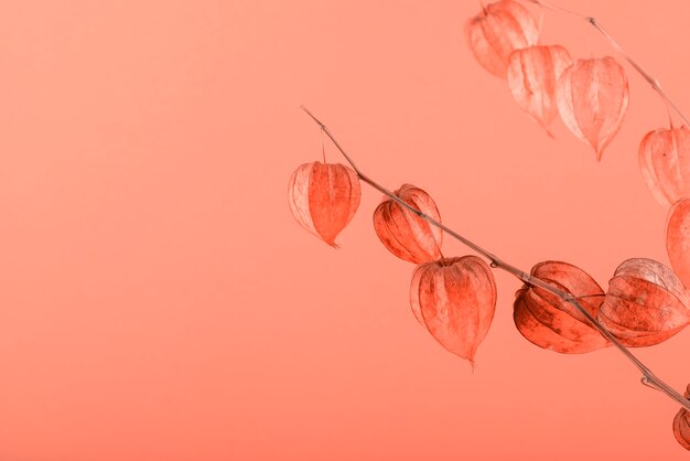 Leaves on coral background