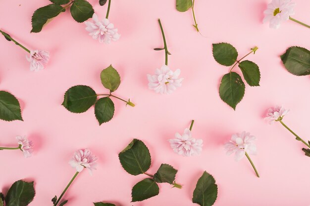 Leaves and daisies on pink
