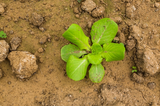 Leaves and dirt