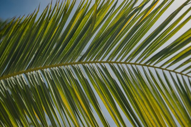 leaves of an exotic babassu plant