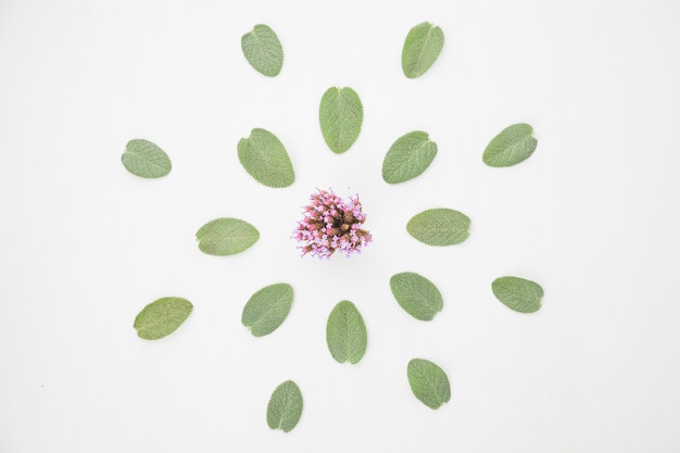 Leaves and flower