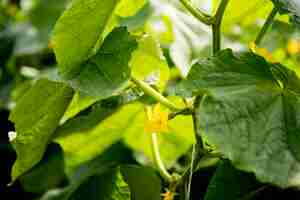 Free photo leaves and flowers of veggies in greenhouse