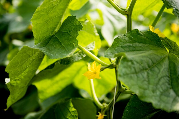 Leaves and flowers of veggies in greenhouse