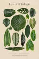 Free photo leaves and foliage poster