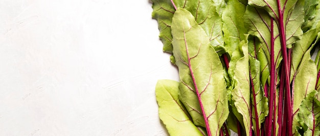 Leaves of fresh swiss chard copy space