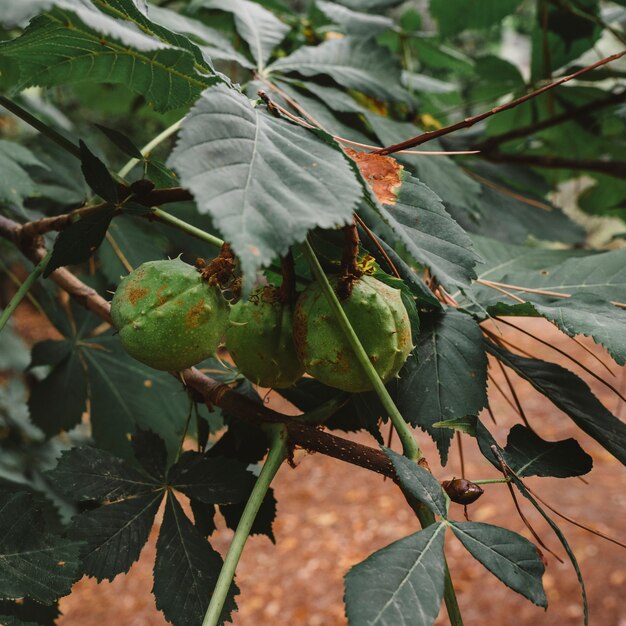 Leaves and green berries