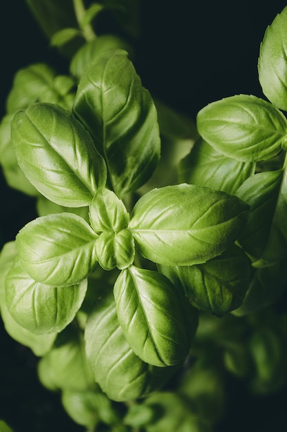 黒の背景に分離された緑の植物の葉