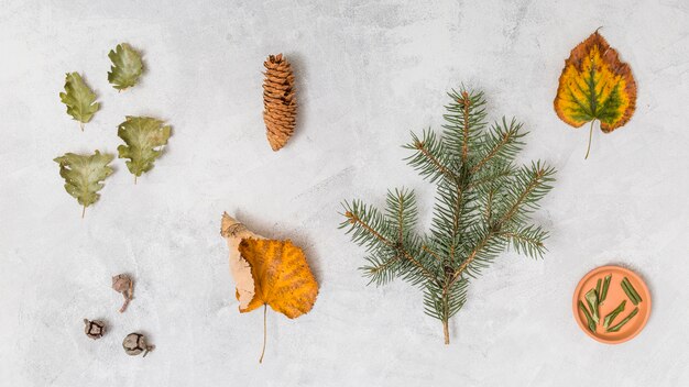 Leaves, herbs and pine