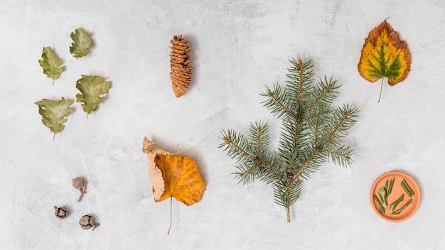 Leaves, herbs and pine