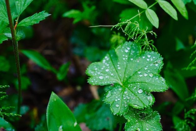 Leaves of juicy green grass in raindrops spring forest nature background Closeup selective focus