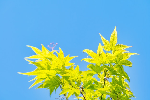 Free photo leaves late autumnal blue material