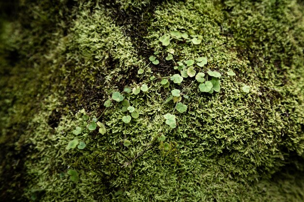 葉と苔のクローズアップ