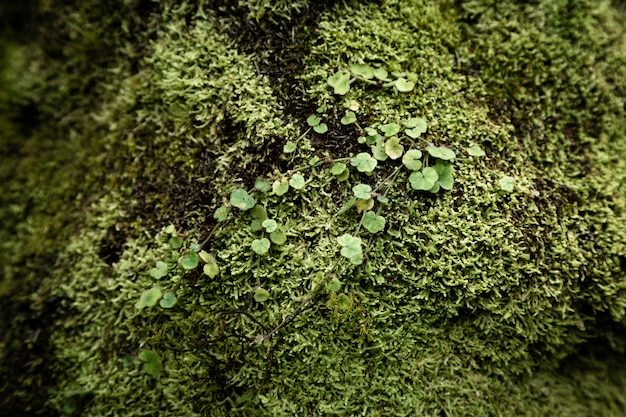 Leaves and moss closeup