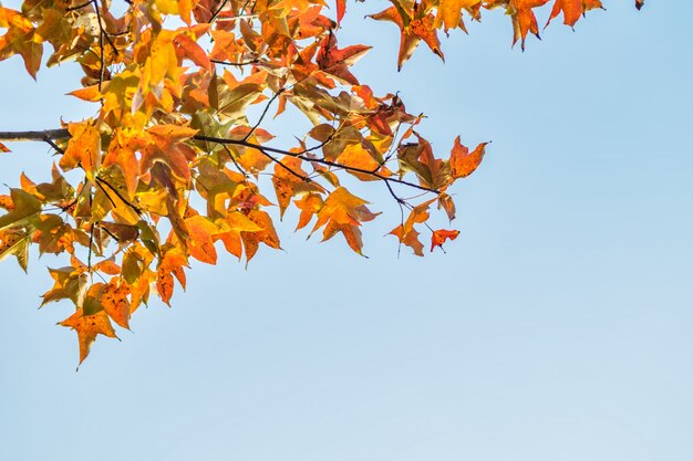 Листья движущегося цвета на открытом воздухе источник